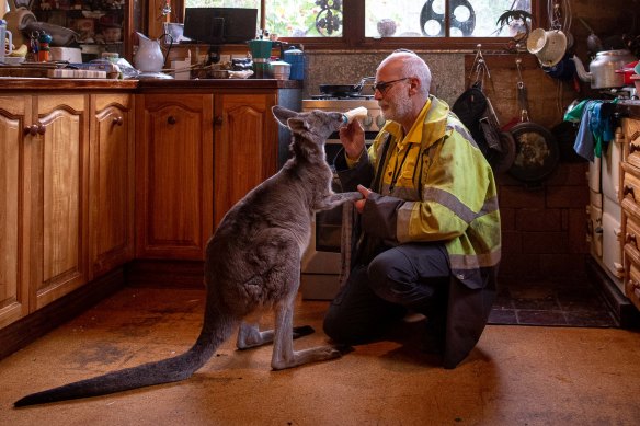 Animal rescuer Manfred Zabinskas with a kangaroo at his rescue shelter and home in rural Victoria.