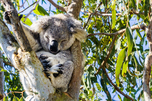 The Great Koala National Park is intended to provide habitat for the iconic species.
