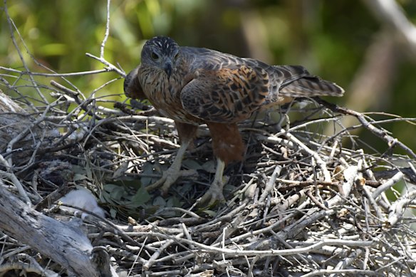 A red goshawk female on a nest with a chick.