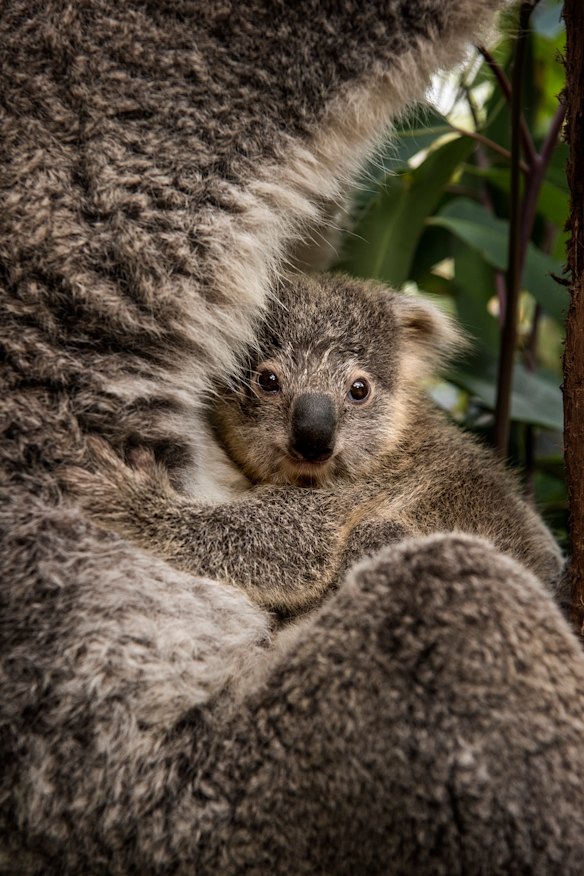 Humphrey, a koala joey, clings to his mother in the protected environment of Sydney’s Taronga Zoo.