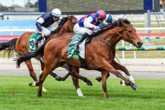 Steel Prince, ridden by Jye McNeil, won the 2020 the Geelong Cup and raced twice in the Melbourne Cup.