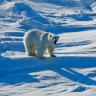 Polar bear kills mother and son in extremely rare attack