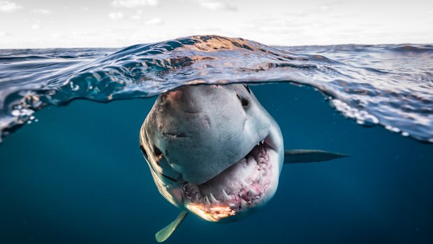 White sharks are responsible for most bites.