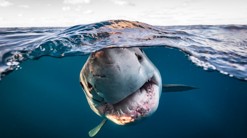 What the state’s growing system of shark sensors is telling us