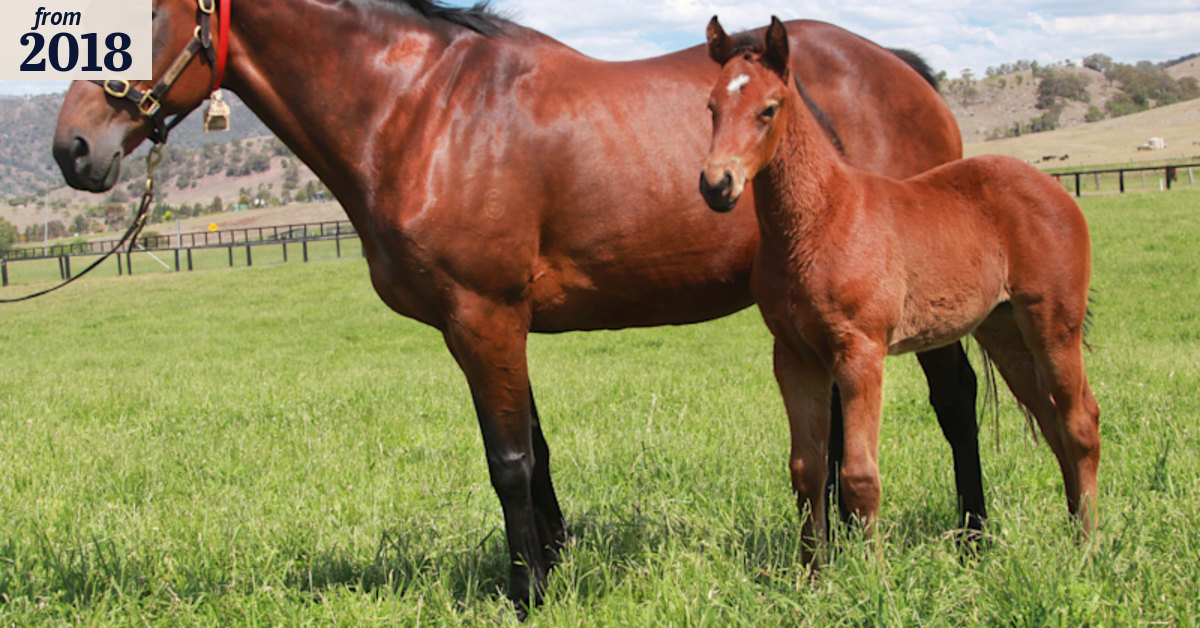 Bloodlines: Next member of the Winx family to be a Deep Impact