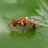 The Queensland fruit fly (Qfly) has been detected in Perth’s southern suburbs.