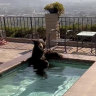 While a bear jumps into a Jacuzzi, the poorest Americans are desperate for respite