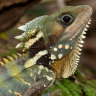 Boyd’s forest dragon – not only camouflaged; they seldom move.