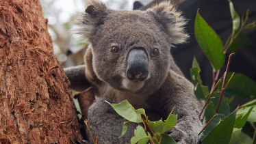 Most councils in NSW support the koala planning policy.
