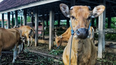 Made Purba Wilantara'nın Kuta'daki Kubu Anyar köyündeki çiftliğinde aşılanmış sığırlar.