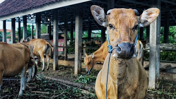 Vaccinated cattle at Made Purba Wilantara’s farm at Kubu Anyar village in Kuta.