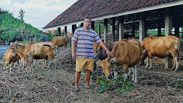 Made Purba Wilantara tends to his cows in Kuta.