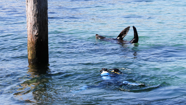 Scuba divers and seals took advantage of the warm weather at Chowder Bay.