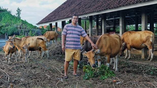 Made Purba Wilantara tends to his cows in Kuta.