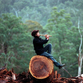 Tien, a protester at Goolengook  Forest sits on  a freshly logged tree.