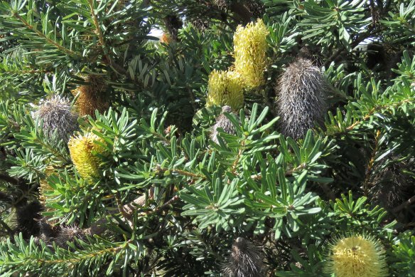 The silver banksia: Not a show-off flower, but something with a deeper, lasting beauty.