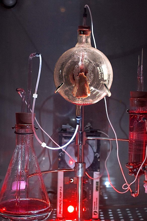 A miniature jacket made from the stem cells of mice.