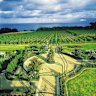 The vineyards at the Morning Star Estate, Mount Eliza.