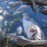 Fish kill report calls for review of key basin plan project, climate impact