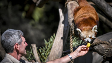 Head of veterinary services at the Melbourne Zoo, Dr Michael Lynch, at the red panda enclosure