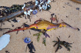 A washed-up weedy seadragon on Narrabeen Beach following NSW’s record rains.