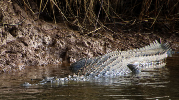 The crocodile was found in the water with the arrow protruding from its back.