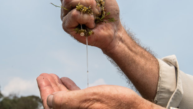 ACT parks manager Brett McNamara shows how much water is held by the fragile alpine sphagnum moss, crucial to Canberra's water supply.