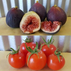 Black Genoa figs and cherry tomatoes from Hundred Acres Produce.