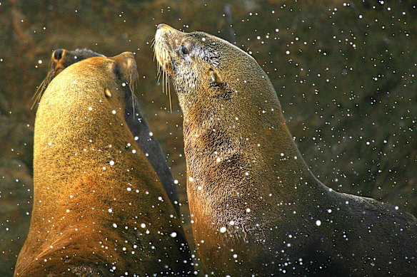 Meet the locals … Australian fur seals congregate along the coast.