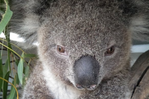 The rescued koala, now renamed 'Sunshine', is "on the recovery', carers at the Southern Cross Wildlife Care centre said.