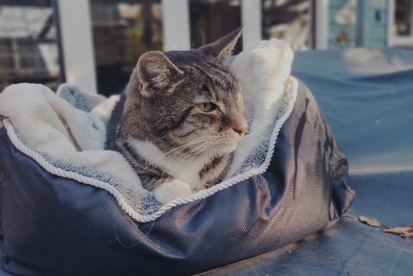 Merlon’s final hours at home were spent in the late afternoon sun, looking out on the garden and sniffing scents on the breeze.