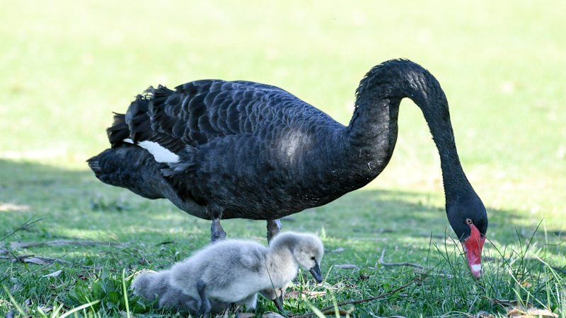 Australia faces H5N1 bird flu threat as storms bring infected seabirds (australia) — SMH