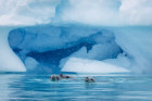 Polar cruises offer an abundance of wildlife. 