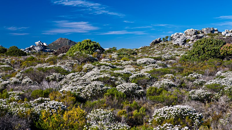 Here to see animals, it was the plants that blew my mind