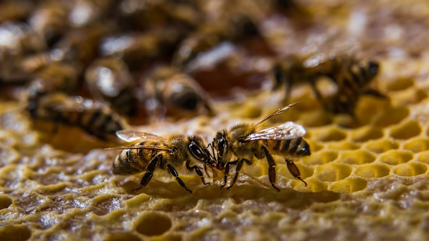 Ligurian bees are considered passive and high-yielding; in the 1880s, Kangaroo Island was declared the world’s first sanctuary for them.