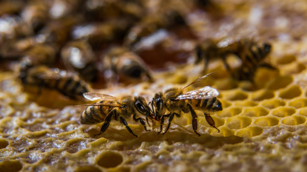 The potential devastation facing the world’s only ‘pure’ Ligurian bee population