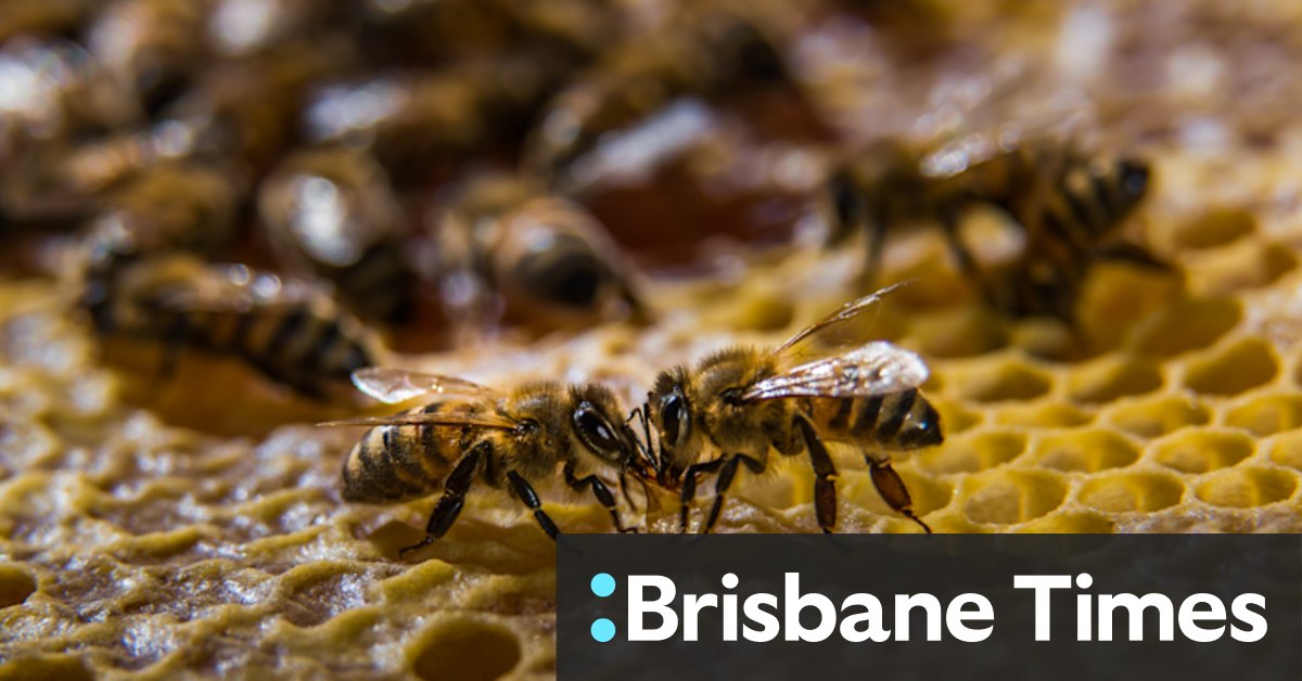 Varroa mite and the potential danger it poses to Kangaroo Island's Ligurian bee population - Vimarsana News