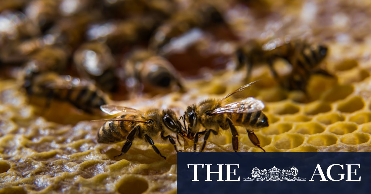 Varroa mite and the potential danger it poses to Kangaroo Island's Ligurian bee population - Vimarsana News