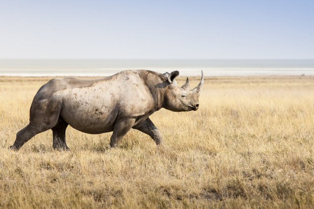 A thousand rhinos are killed each year for their horns, which are touted as a cure-all for everything from cancer to hangovers.