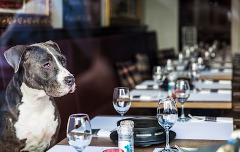 En Dogstronomy las reglas son simples: cuanto más grande es el restaurante, más pagas. Gente, presten atención.