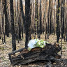 Hannah McGuire,23, was found dead in her torched car in the Ross Creek State Forest on Friday morning, Her family left flowers and a card at the site.