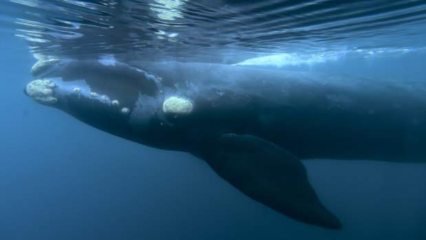 A proposal to create a whale sanctuary in the South Atlantic has been defeated at a meeting of the IWC.
