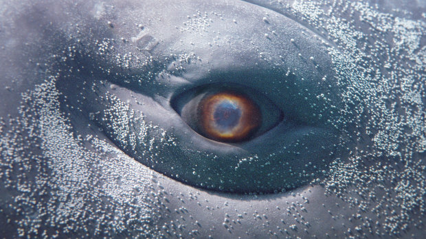 The elusive white whale in Wu Tsang's Moby Dick.