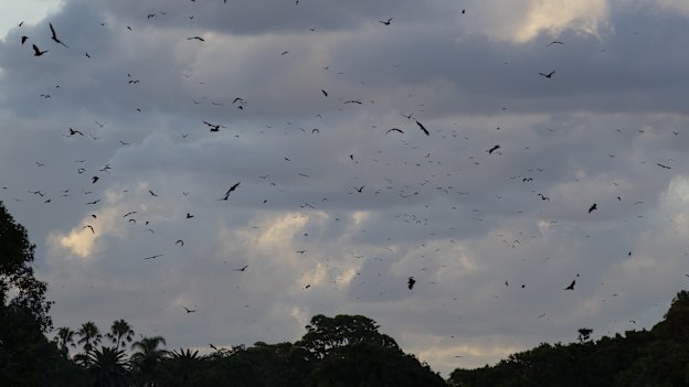 The dusk fly-out in Sydney's Centennial Park this year. 