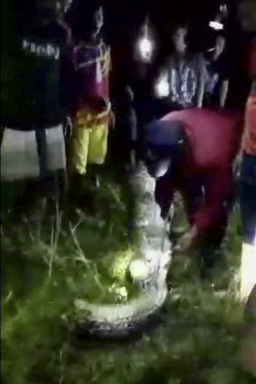 In 2017, villagers slice open a dead python in West Sulawesi province, Indonesia. A 25-year-old man was swallowed whole.