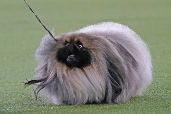 Wasabi, a Pekingese won the blue ribbon in Best in Show at the Westminster Kennel Club.