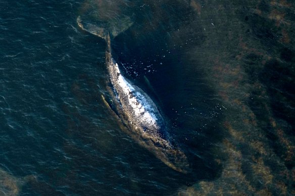 Dopo essersi arenata, la balena è stata vista respirare in modo irregolare e spesso muoversi a malapena per giorni. Soffriva anche di una brutta condizione della pelle, legata al basso contenuto di sale del Mar Baltico, alla quale i soccorritori hanno applicato chilogrammi di unguento allo zinco.