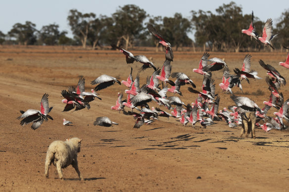 No relief in sight: galahs attracted to the feed on the ground for sheep on Rowan Cleaver's property at Duck Creek near Nyngan, NSW, earlier this month.