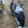 A humpback whale was stranded at Lennox Head, it later died. Saturday July 1, 2023.