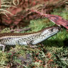 The swamp skink was listed as endangered in March 2023, in part due to habitat loss in Melbourne’s east.